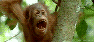 Orangutan