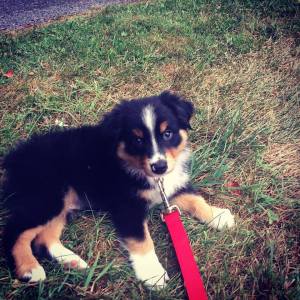 Am I Gonna Be a Werewolf - Puppy