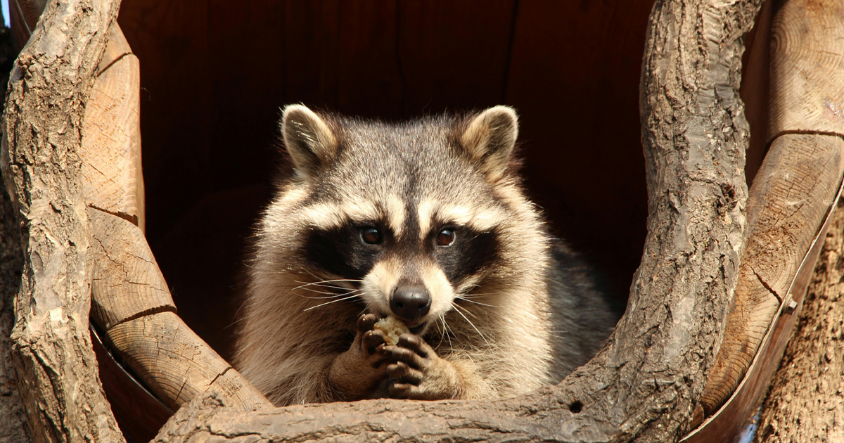 The Great Raccoon Chase | The Confusing Middle